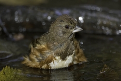 Eastern Towhee