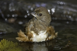 Eastern Towhee