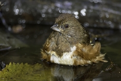 Eastern Towhee