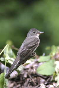 Eastern Wood-Pewee