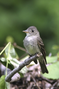 Eastern Wood-Pewee
