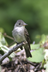 Eastern Wood-Pewee
