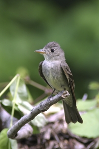 Eastern Wood-Pewee