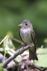 Eastern Wood-Pewee