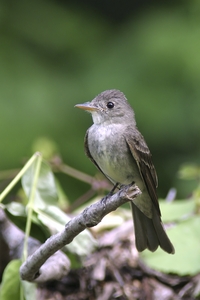 Eastern Wood-Pewee