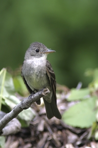 Eastern Wood-Pewee