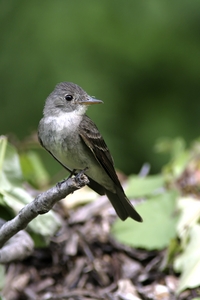 Eastern Wood-Pewee