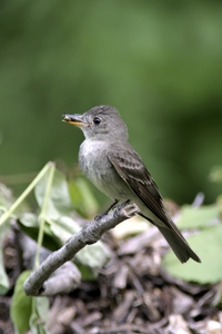 Eastern Wood-Pewee