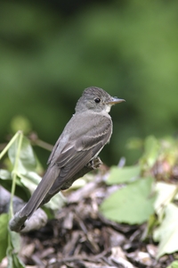 Eastern Wood-Pewee