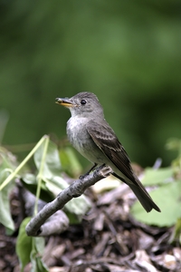 Eastern Wood-Pewee