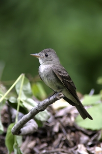 Eastern Wood-Pewee