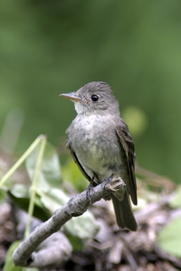 Eastern Wood-Pewee