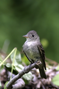 Eastern Wood-Pewee