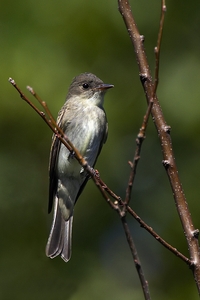 Eastern Wood-Pewee