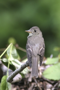 Eastern Wood-Pewee