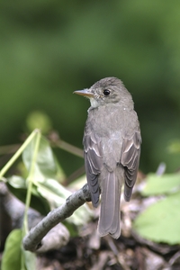 Eastern Wood-Pewee