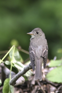 Eastern Wood-Pewee