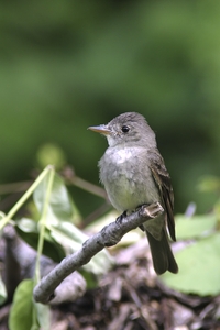 Eastern Wood-Pewee