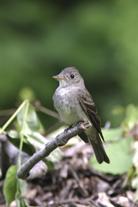 Eastern Wood-Pewee