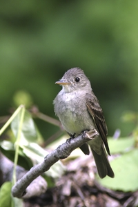 Eastern Wood-Pewee