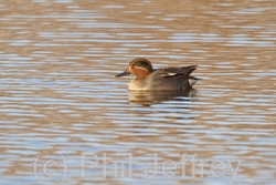Eurasian-Teal