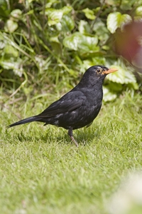 Eurasian Blackbird