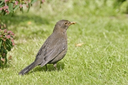 Eurasian Blackbird