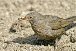 Eurasian Blackbird