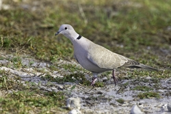 Eurasian Collared-Dove
