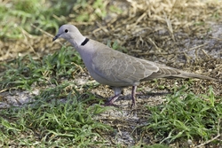 Eurasian Collared-Dove
