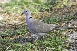 Eurasian Collared-Dove
