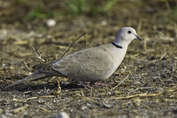Eurasian Collared-Dove