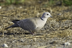 Eurasian Collared-Dove