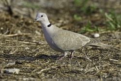 Eurasian Collared-Dove