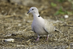 Eurasian Collared-Dove