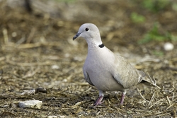 Eurasian Collared-Dove