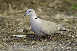 Eurasian Collared-Dove