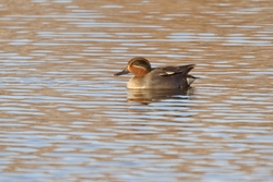 Eurasian Teal