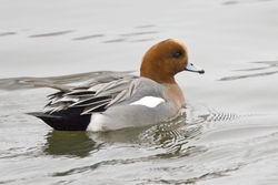 Eurasian Wigeon