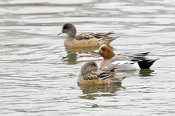 Eurasian Wigeon