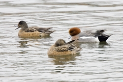 Eurasian Wigeon