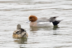 Eurasian Wigeon