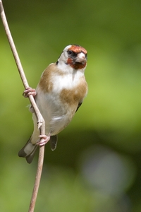 European Goldfinch