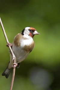 European Goldfinch
