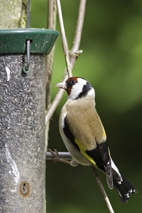 European Goldfinch