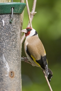 European Goldfinch