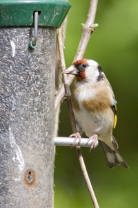 European Goldfinch