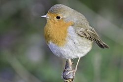 European Robin