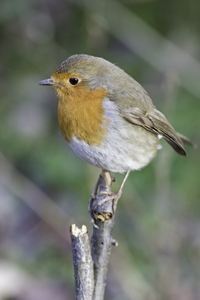 European Robin