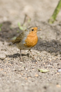 European Robin